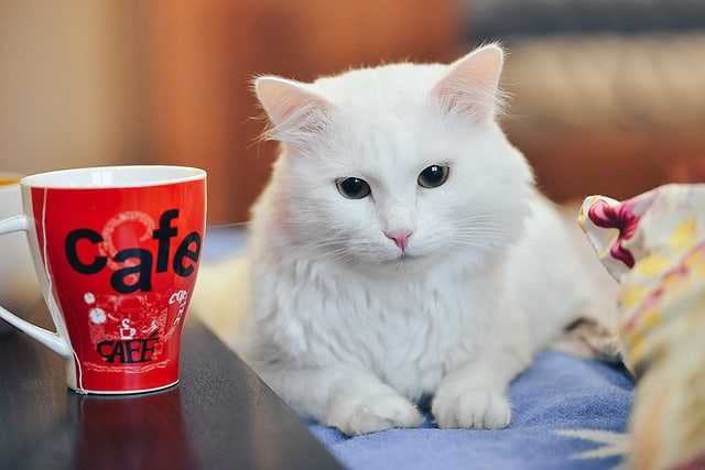 Why Does My Cat Like Coffee